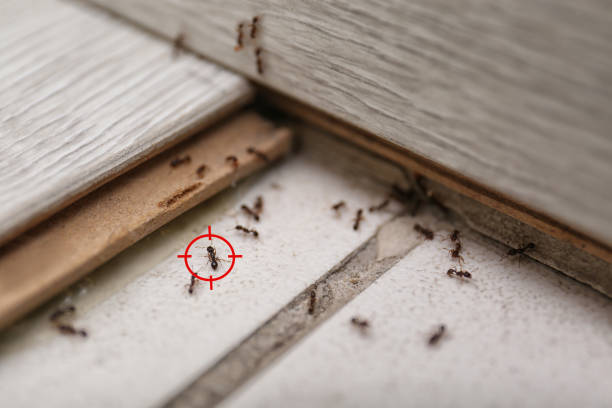 Best Residential Pest Control  in De Pue, IL